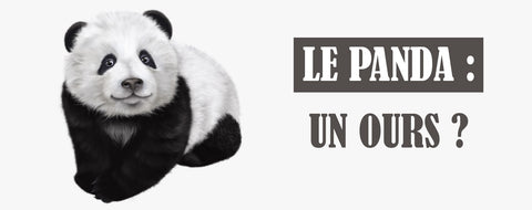 est ce que le panda est un ours